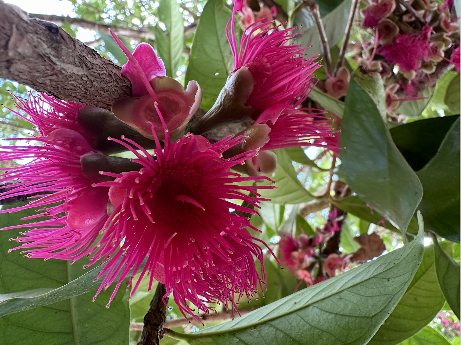 In Search of Economic Entanglement 